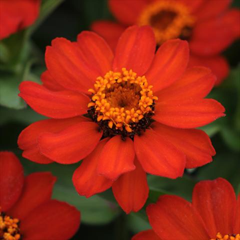 photo of flower to be used as: Pot and bedding Zinnia marylandica Zahara® XL Fire Improved