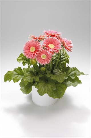 photo of flower to be used as: Basket / Pot Gerbera jamesonii Royal Salmon Rose