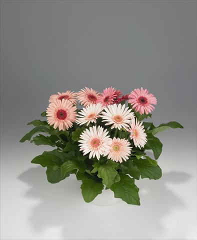 photo of flower to be used as: Basket / Pot Gerbera jamesonii Royal Semi-double Pink