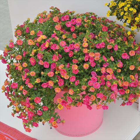 photo of flower to be used as: Basket / Pot 2 Combo Chameleon Double Pink Yellow