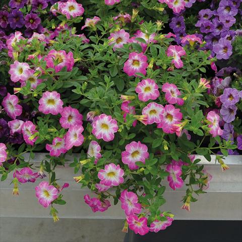 photo of flower to be used as: Basket / Pot Calibrachoa Chameleon Pink Sorbet