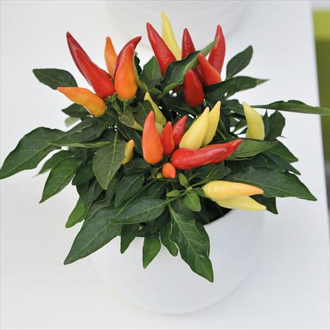 photo of flower to be used as: Pot Capsicum annuum Bomba
