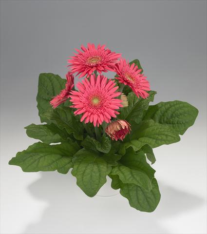 photo of flower to be used as: Basket / Pot Gerbera jamesonii Royal Semi-double Rose