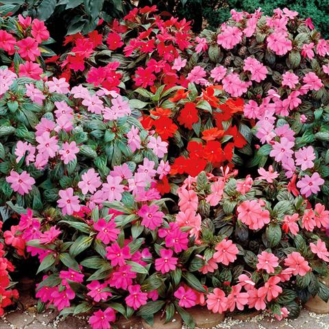 photo of flower to be used as: Pot, bedding, patio Impatiens N. Guinea Big Bounce