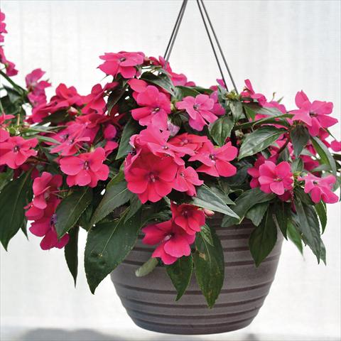 photo of flower to be used as: Basket / Pot Impatiens N. Guinea Bounce Cherry
