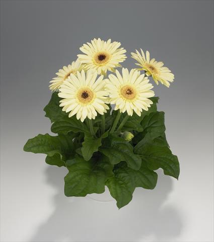 photo of flower to be used as: Basket / Pot Gerbera jamesonii Royal Semi-double Vanilla