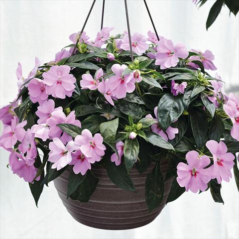 photo of flower to be used as: Basket / Pot Impatiens N. Guinea Bounce Lilac