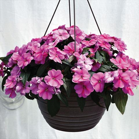 photo of flower to be used as: Basket / Pot Impatiens N. Guinea Bounce Pink Flame