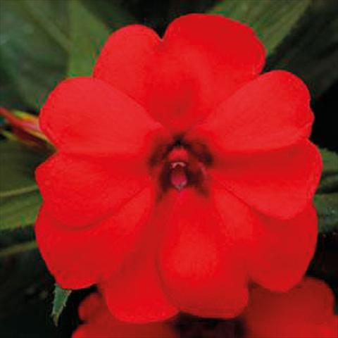 photo of flower to be used as: Basket / Pot Impatiens N. Guinea Bounce Red