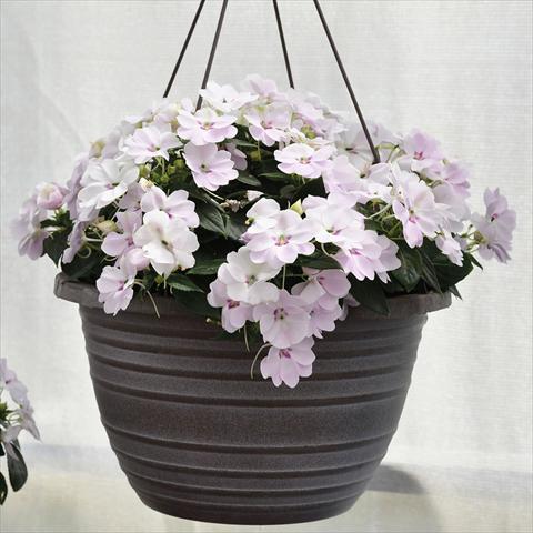 photo of flower to be used as: Basket / Pot Impatiens N. Guinea Bounce White