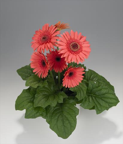 photo of flower to be used as: Basket / Pot Gerbera jamesonii Royal Semi-double Wartermelon