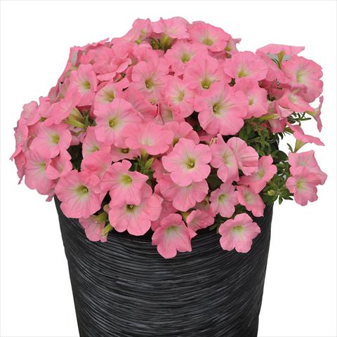 photo of flower to be used as: Basket / Pot Petunia hybrida Compatta Sputnik Rosa a Gola Bianca
