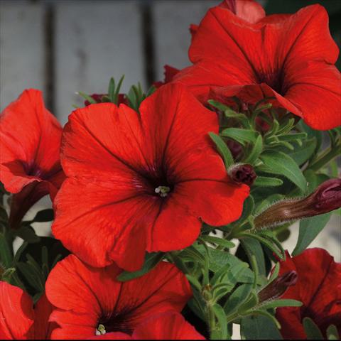 photo of flower to be used as: Basket / Pot Petunia hybrida Compatta Sputnik Rosso
