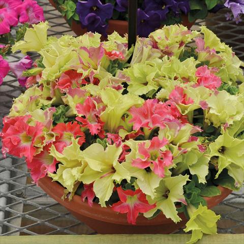 photo of flower to be used as: Basket / Pot Petunia hybrida Fusable Lime Cora