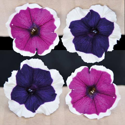 photo of flower to be used as: Basket / Pot Petunia hybrida Vogue Blu & Purple Bordato Mix