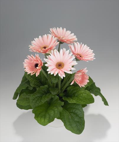 photo of flower to be used as: Basket / Pot Gerbera jamesonii Royal Soft Pink