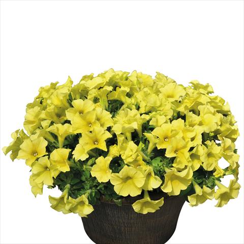 photo of flower to be used as: Basket / Pot Petunia hybrida Vogue Giallo Antico