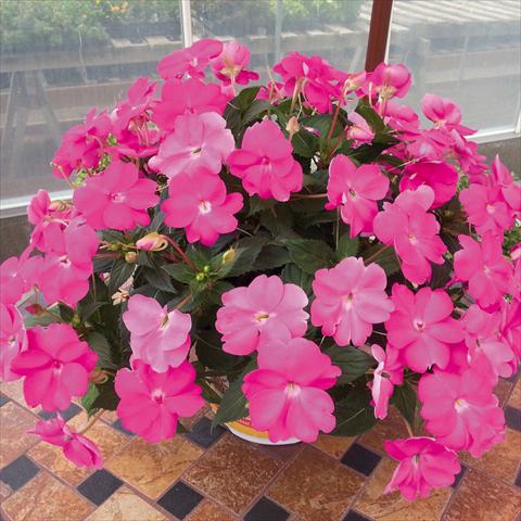 photo of flower to be used as: Bedding pot or basket Impatiens N. Guinea SunPatiens Compact Hot Lilac