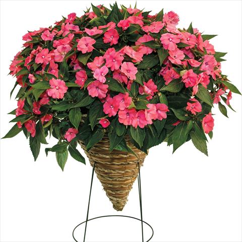 photo of flower to be used as: Bedding pot or basket Impatiens N. Guinea SunPatiens Vigorous Pink Pearl