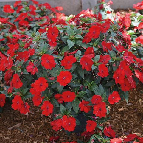 photo of flower to be used as: Bedding pot or basket Impatiens N. Guinea SunPatiens Vigorous Scarlet Red