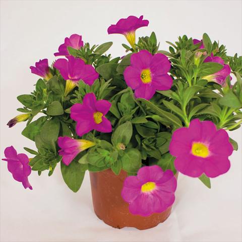 photo of flower to be used as: Basket / Pot Calibrachoa hybrida SuperCall Pink