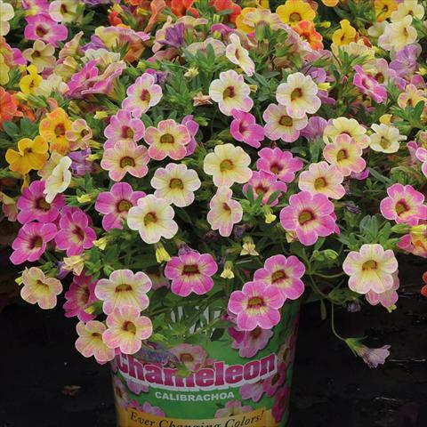 photo of flower to be used as: Basket / Pot Calibrachoa hybrida Chameleon Pink Passion