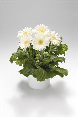 photo of flower to be used as: Basket / Pot Gerbera jamesonii Royal White