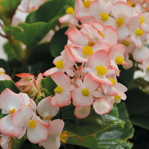 photo of flower to be used as: Pot and bedding Begonia Baby Wings Bicolore Foglia Verde