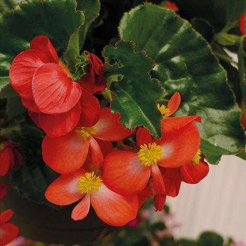 photo of flower to be used as: Pot and bedding Begonia Begonia Baby Wings Rosso Foglia Verde