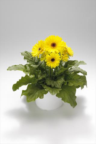 photo of flower to be used as: Basket / Pot Gerbera jamesonii Royal Yellow