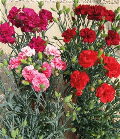 photo of flower to be used as: Pot and bedding Dianthus caryophyllus F1 Can Can