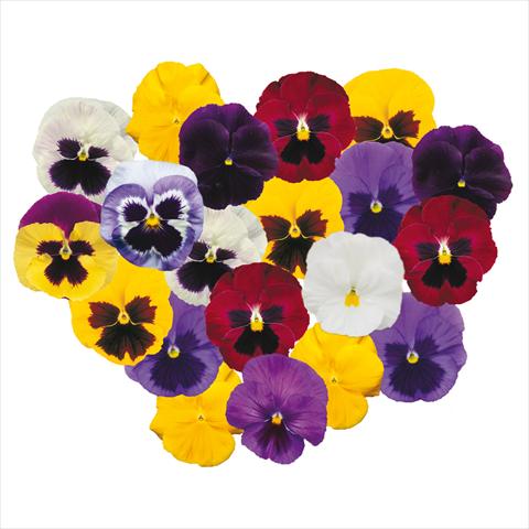 photo of flower to be used as: Pot and bedding Viola wittrockiana F1 Power Choice Mix