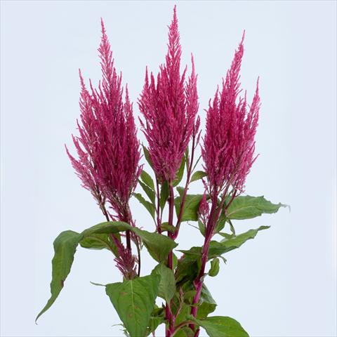 photo of flower to be used as: Pot and bedding Celosia plumosa Century Pink