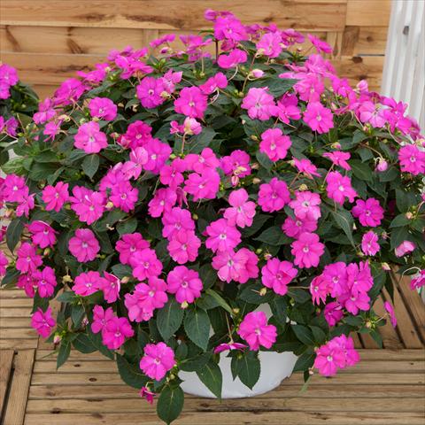 photo of flower to be used as: Basket / Pot Impatiens N. Guinea SunPatiens® Compact Hot Lilac