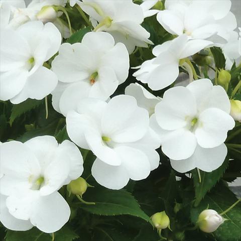 photo of flower to be used as: Pot and bedding Impatiens N. Guinea SunPatiens® Vigorous Clear White