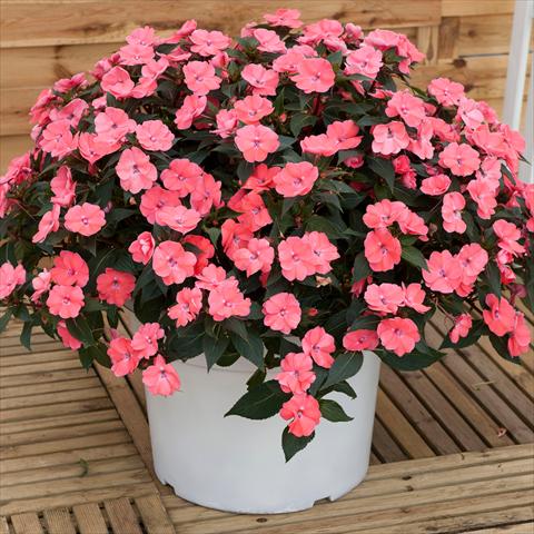 photo of flower to be used as: Pot and bedding Impatiens N. Guinea SunPatiens® Vigorous Pink Pearl