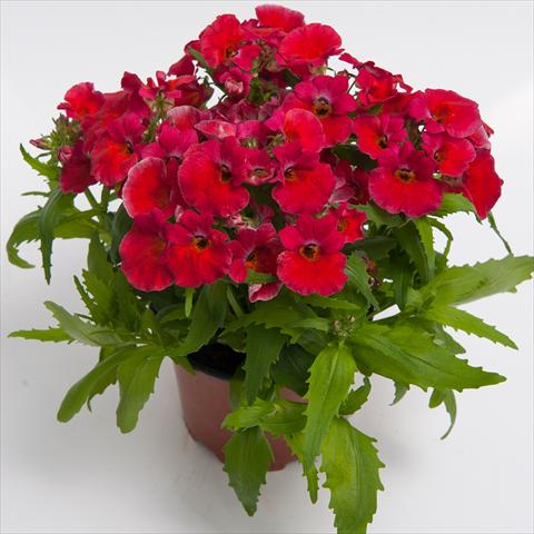 photo of flower to be used as: Pot and bedding Nemesia hybrida Nebula Rosy Red