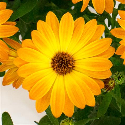 photo of flower to be used as: Pot and bedding Osteospermum Cape Daisy® Orange Sorbet