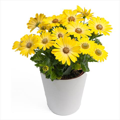 photo of flower to be used as: Pot Osteospermum Cape Daisy® Zanzibar® Sunlight