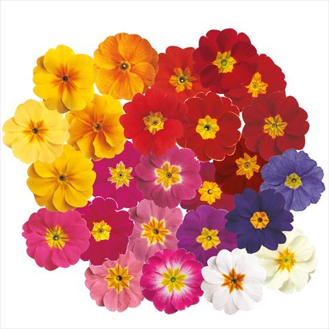 photo of flower to be used as: Pot and bedding Primula acaulis, veris, vulgaris Primula acaulis Danova