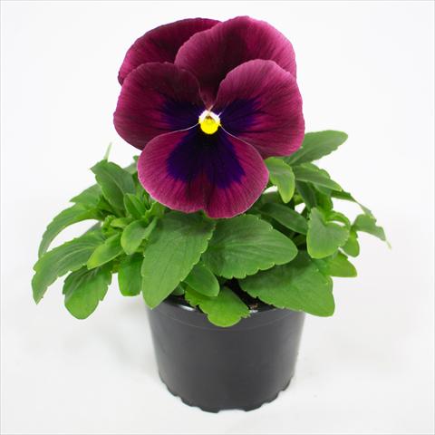photo of flower to be used as: Bedding pot or basket Viola wittrockiana Premier Carmine Rose with Blotch