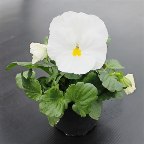 photo of flower to be used as: Bedding pot or basket Viola wittrockiana Premier Clear White