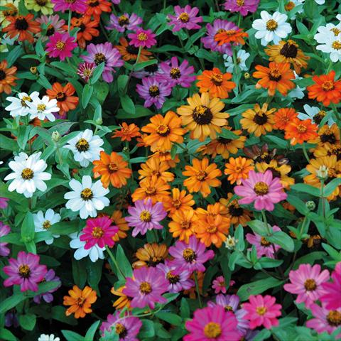 photo of flower to be used as: Pot and bedding Zinnia interspecifica Profusion