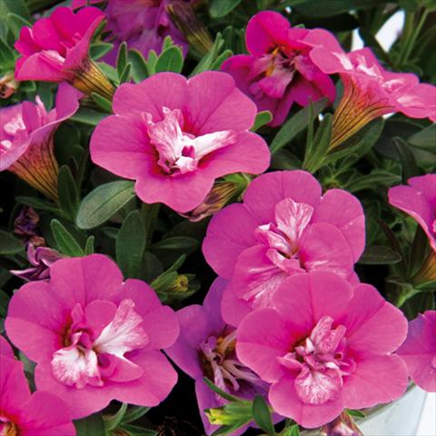 photo of flower to be used as: Bedding pot or basket Calibrachoa hybrida MiniFamous® Compact Double Rose