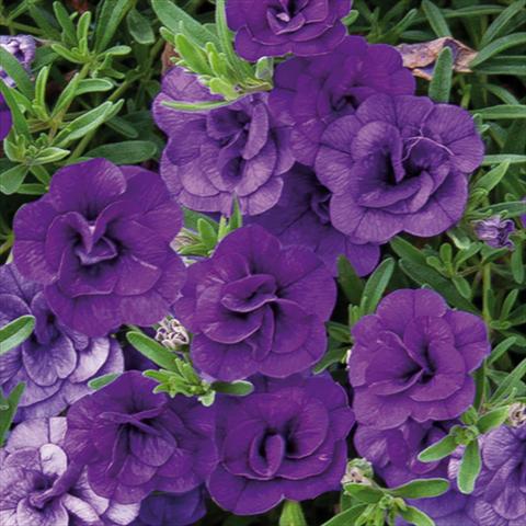 photo of flower to be used as: Bedding pot or basket Calibrachoa hybrida MiniFamous® Double Blue 15