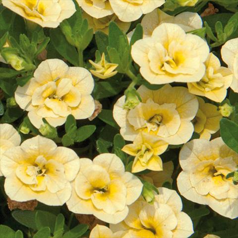 photo of flower to be used as: Bedding pot or basket Calibrachoa hybrida MiniFamous® Double Lemon 15