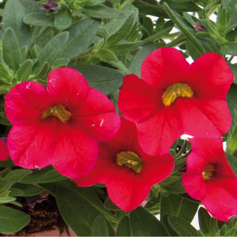 photo of flower to be used as: Bedding pot or basket Calibrachoa hybrida MiniFamous® Neo Cherry