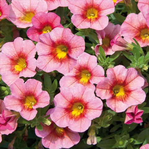 photo of flower to be used as: Bedding pot or basket Calibrachoa hybrida MiniFamous® Neo Compact Salmon Red Eye