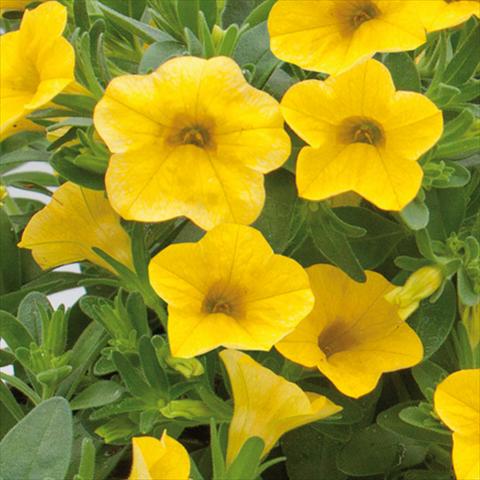 photo of flower to be used as: Bedding pot or basket Calibrachoa hybrida MiniFamous® Neo True Yellow