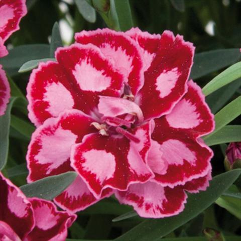 photo of flower to be used as: Pot and bedding Dianthus chinensis Diantica® Strawberry Cream
